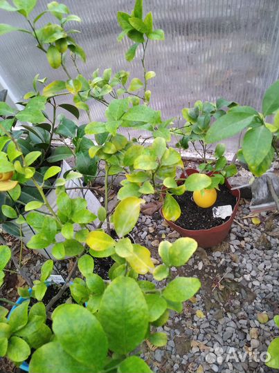 Растения комнатные и цитрусы