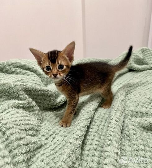 Абиссинские котята