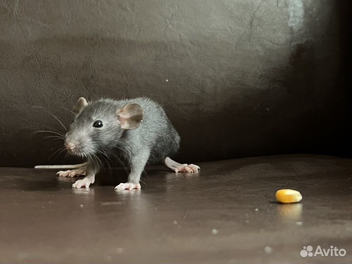 Крыса дамбо