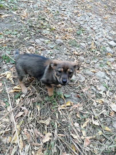 Щенки