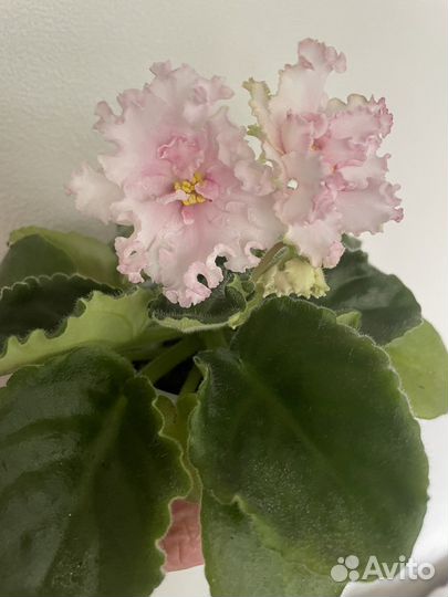 Цветущие Фиалки