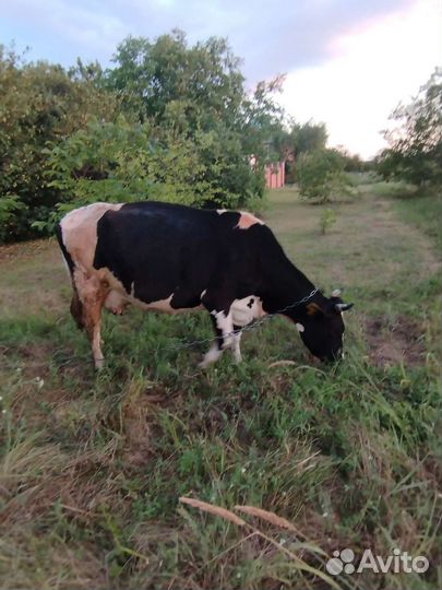 Корова беременная