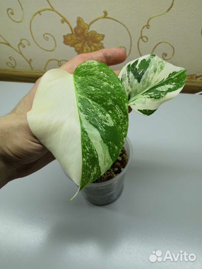 Комнатные Растения MIX