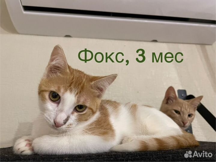 Котик мальчик рыжий