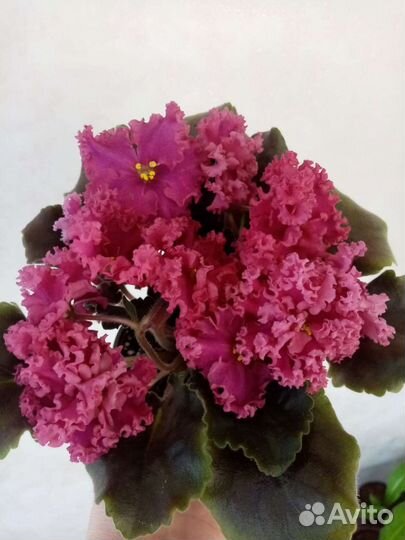 Укорененные листы фиалок с детками