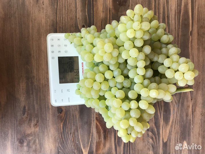 Саженцы и черенки винограда