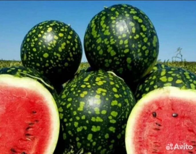 Арбуз