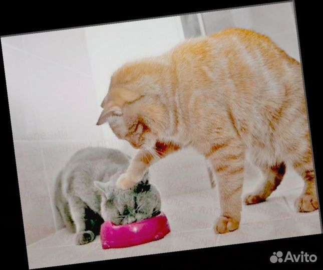 Разнорабочий требуется Оплата в срок Питание Отл.У