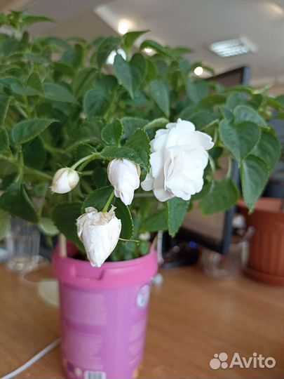 Бальзамин махровый белый