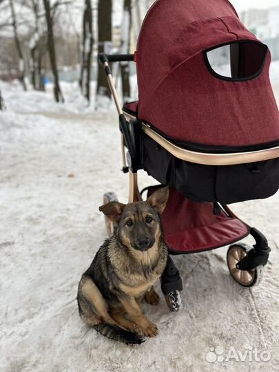 Коляска 2в 1