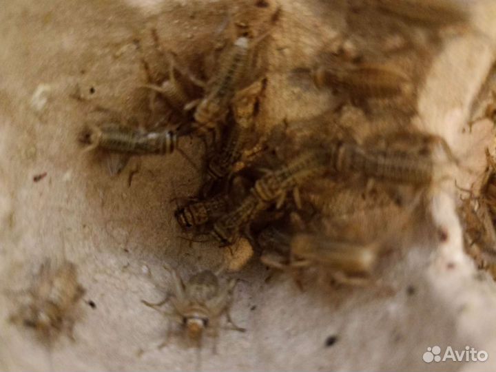 Сверчки домовые