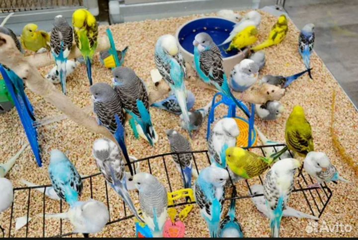 Волнистый попугай