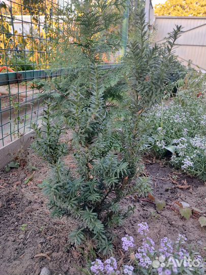 Тисс ягодный