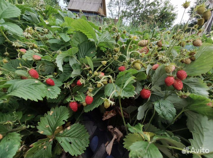 Земляника растение