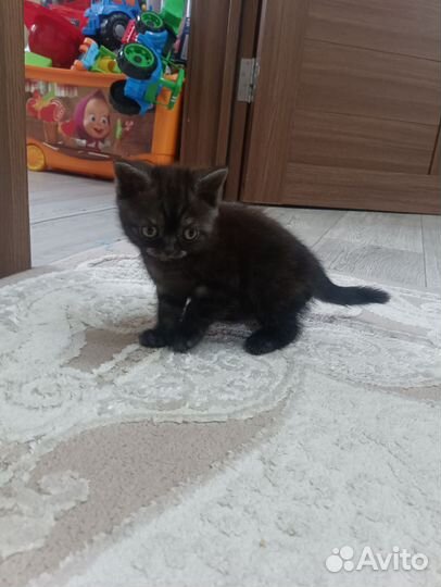 Британская кошка