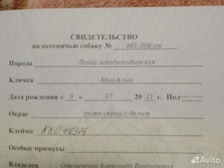 Западно сибирская лайка вязка