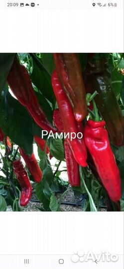 Семена сладкого перца