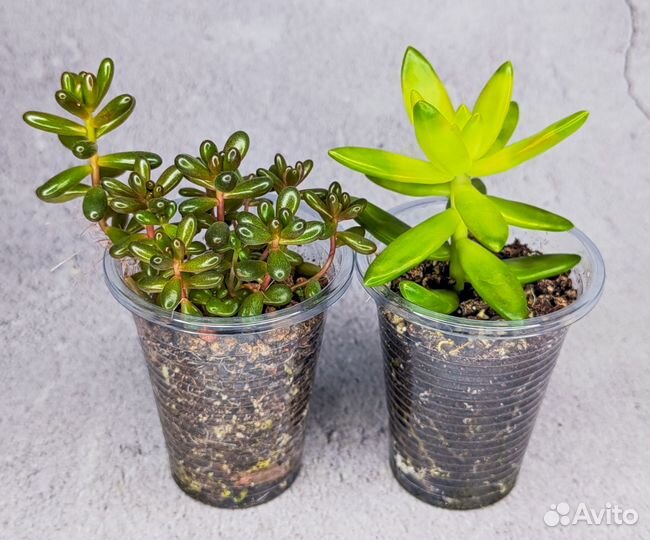 Суккуленты