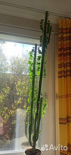 Молочай трехгранный