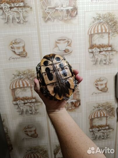 Черепаха с террариумом