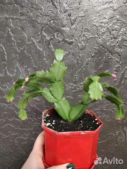 Декабрист шлюмбергера