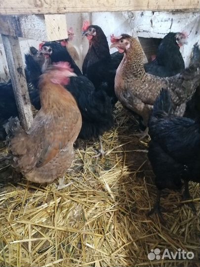 Инкубационное яйцо доминант.легорн(белый)