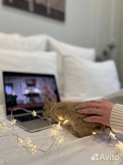 Мини Кролики Ручные Контактные из Питомника