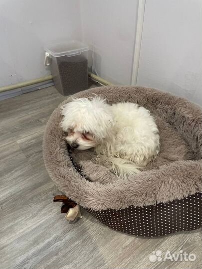 Мальтийская болонка девочка