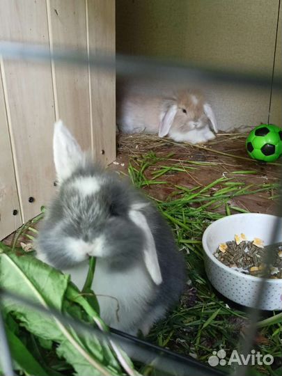 Карликовые крольчата барашки