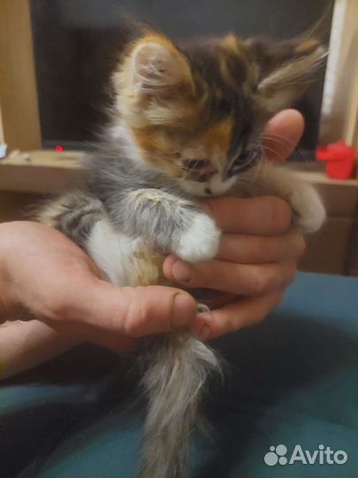 Кошка в дар бесплатно