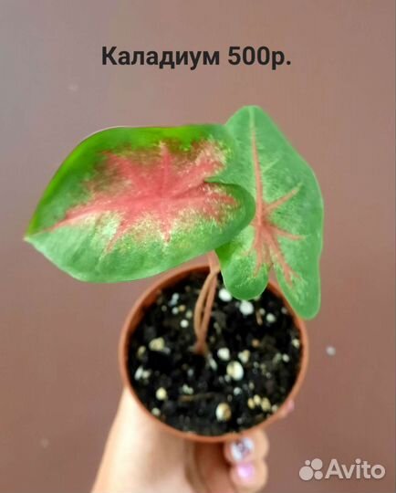 Сансевиерия, сингониумы, филодендроны