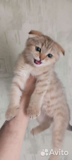 Котята - метисы 1-го поколения