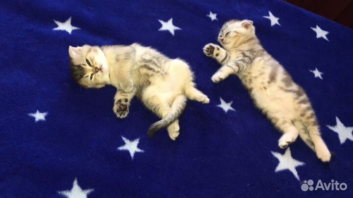 Котята шотландцы вислоухие и прямоухие