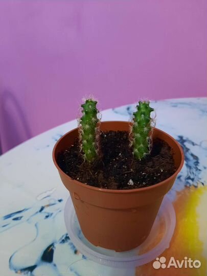 Антуриум черный, красный, Маммиллярия удлиненная