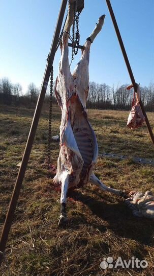 Забой домашнего скота