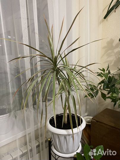 Драцена комнатные цветы