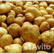 Картофель оптом (сорт Коломбо)