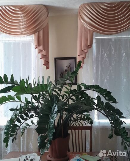 Продаю замиокулькас