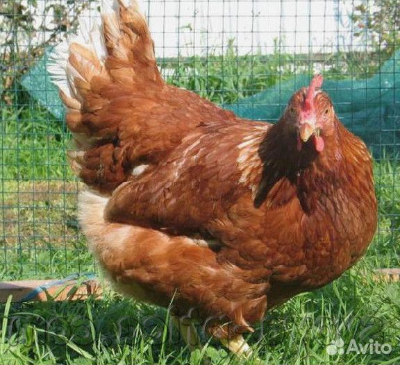 Куры несушки Коричневые