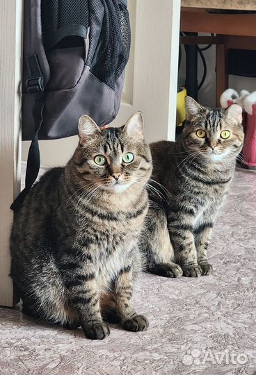 Передержка котиков