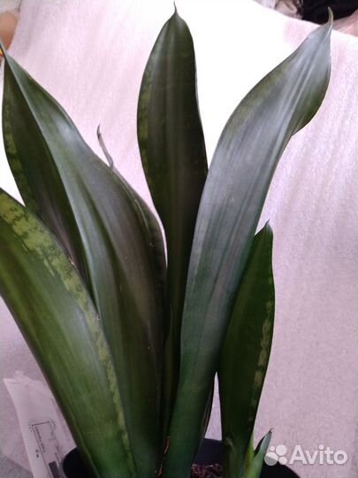 Сансевиерия