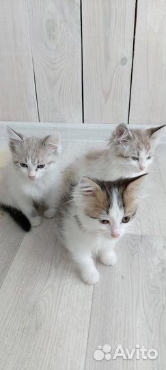Котята