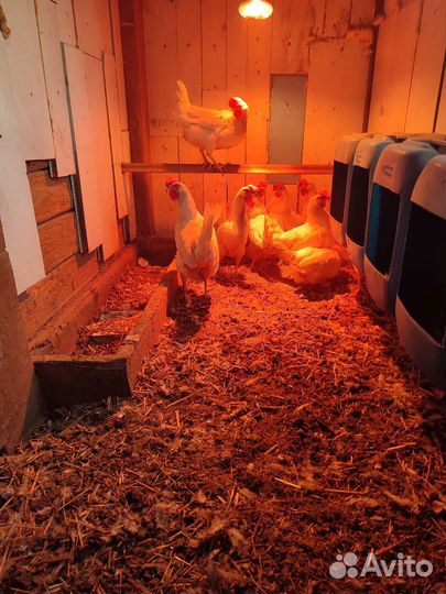 Куры несушки