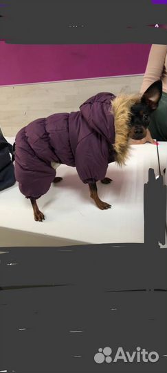 Костюм для собак мини