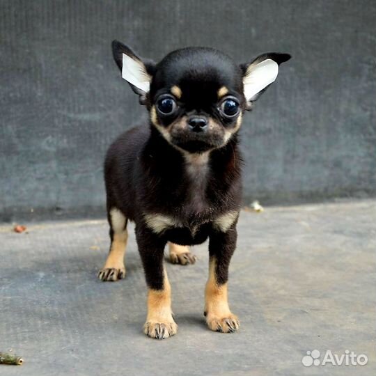 Чихуахуа мальчик