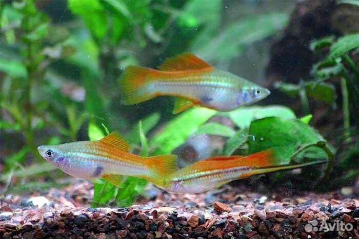 Аквариумные рыбки