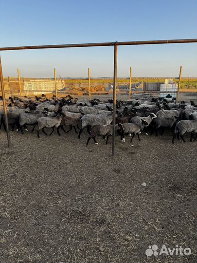 Племенные романовские овцы ягнята