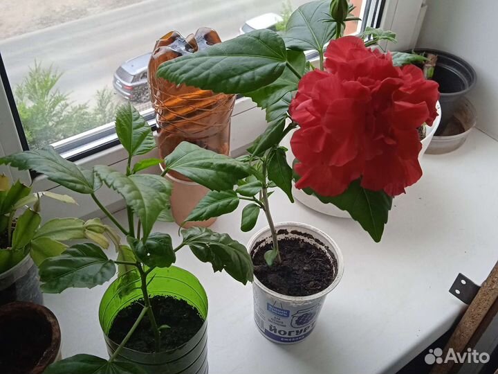 Гибискус китайская роза