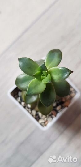 Суккуленты