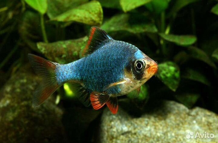 Барбус мшистый / мутант